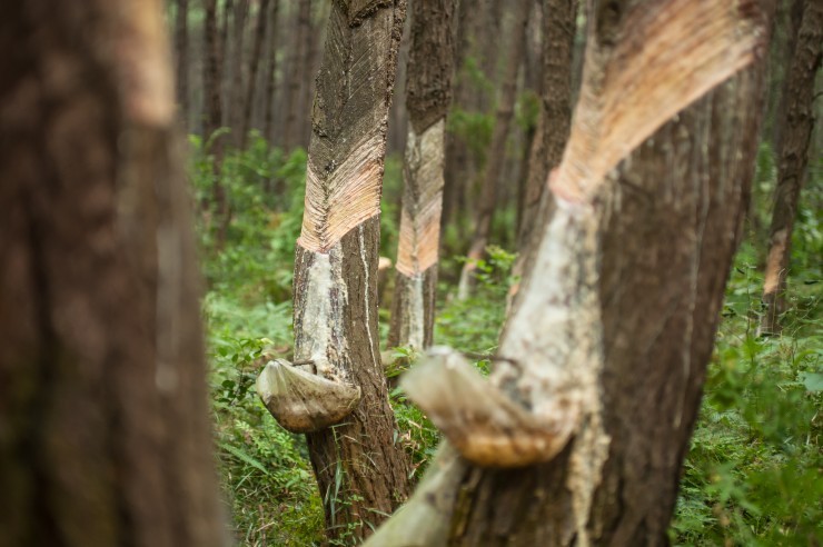 turpentine tree